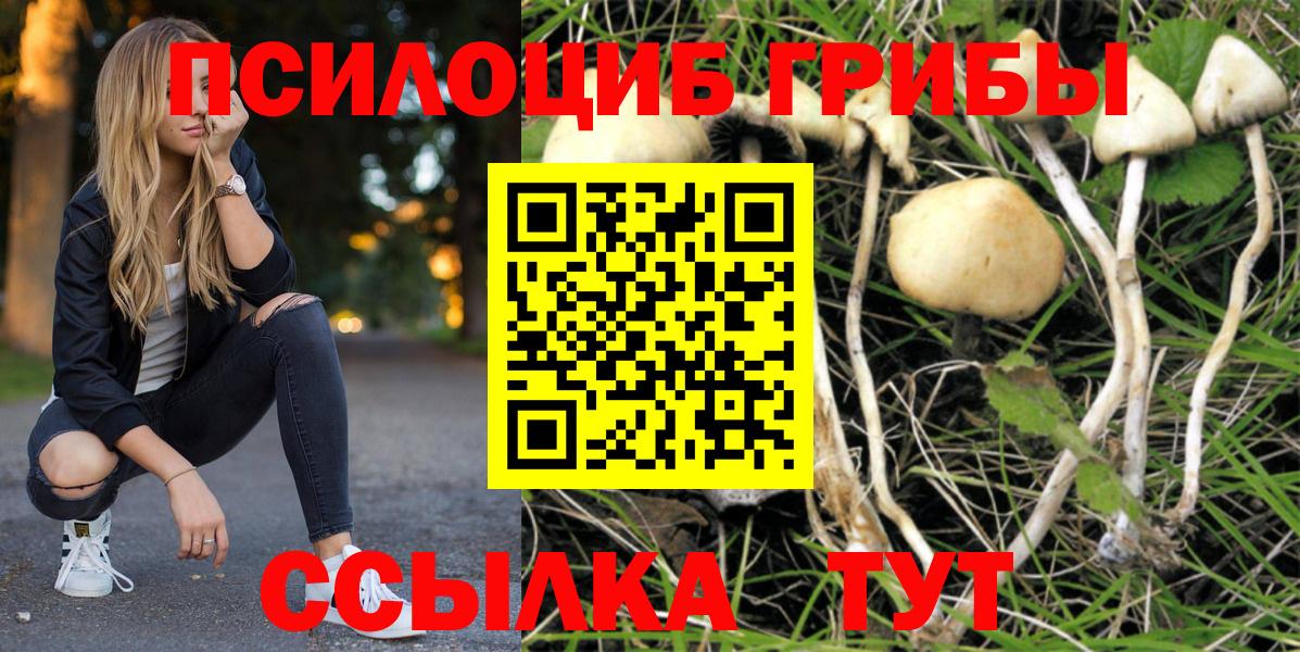 купить   Псилоцибиновые грибы MAGIC MUSHROOMS  Вход с VPN  Новоалександровск 